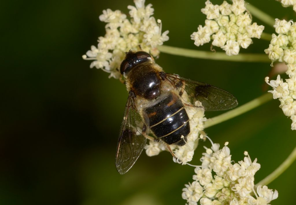 Eristalis alpina ? Eristalis cfr. alpina, femmina